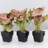 Indoor Garden Syngonium Neon - 85mm 2 Indoor Garden Syngonium Neon - 85mm