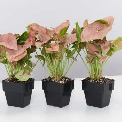 Indoor Garden Syngonium Neon - 85mm