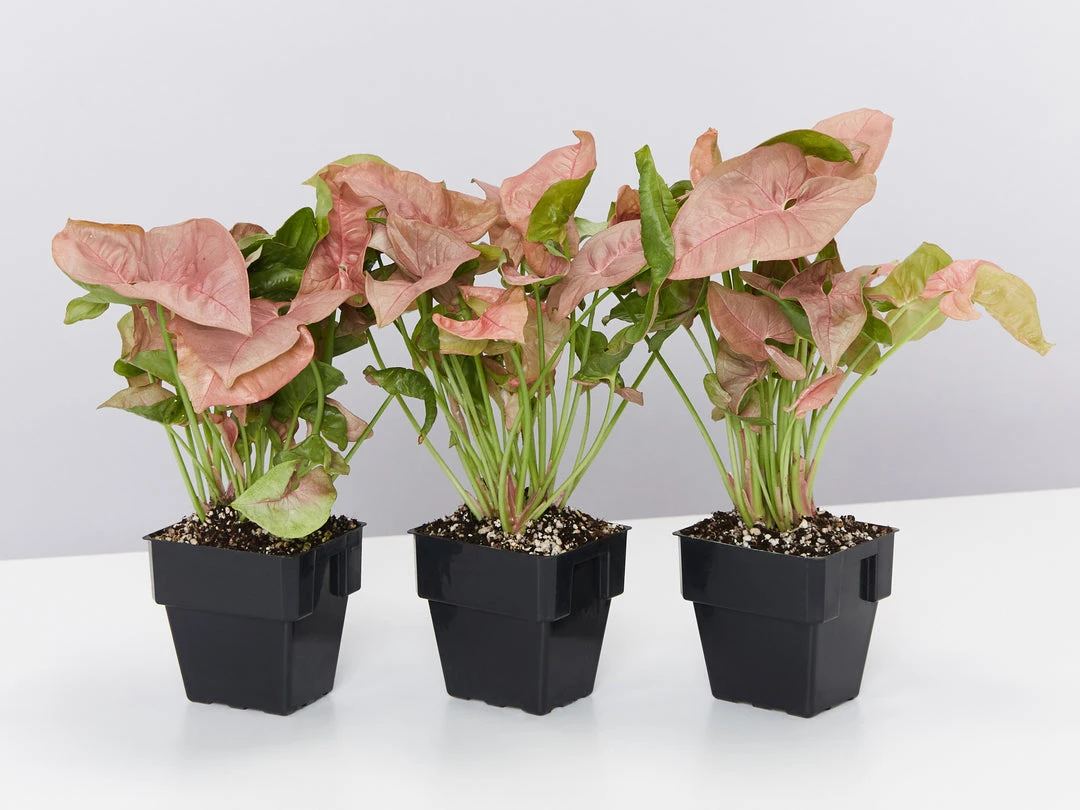 Indoor Garden Syngonium Neon - 85mm 3 Indoor Garden Syngonium Neon - 85mm