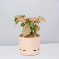 Pot + Plant Gift Box Syngoniums Syngonium Neon - Pot + Plant + Soil