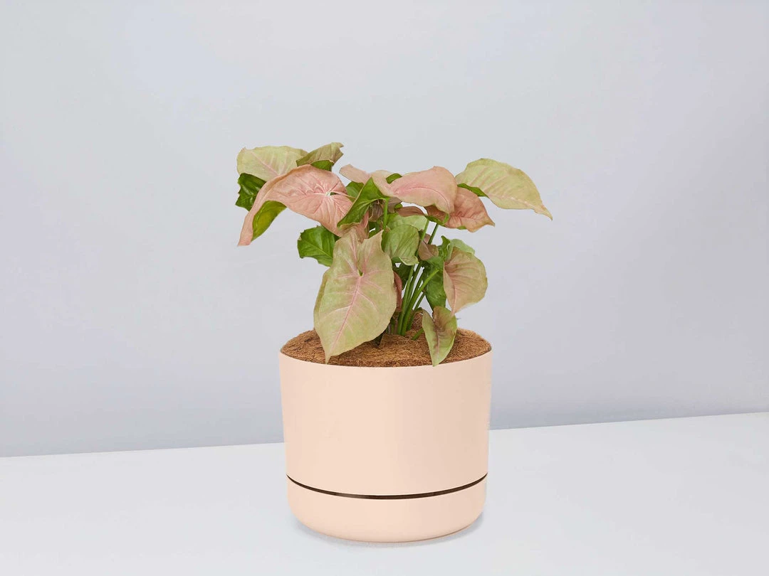 Pot + Plant Gift Box Syngoniums Syngonium Neon - Pot + Plant + Soil 3 Pot + Plant Gift Box Syngoniums Syngonium Neon - Pot + Plant + Soil