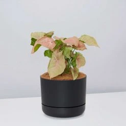 Pot + Plant Gift Box Syngoniums Syngonium Neon - Pot + Plant + Soil 20 Pot + Plant Gift Box Syngoniums Syngonium Neon - Pot + Plant + Soil