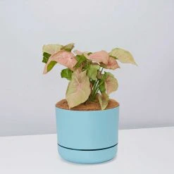 Pot + Plant Gift Box Syngoniums Syngonium Neon - Pot + Plant + Soil 25 Pot + Plant Gift Box Syngoniums Syngonium Neon - Pot + Plant + Soil