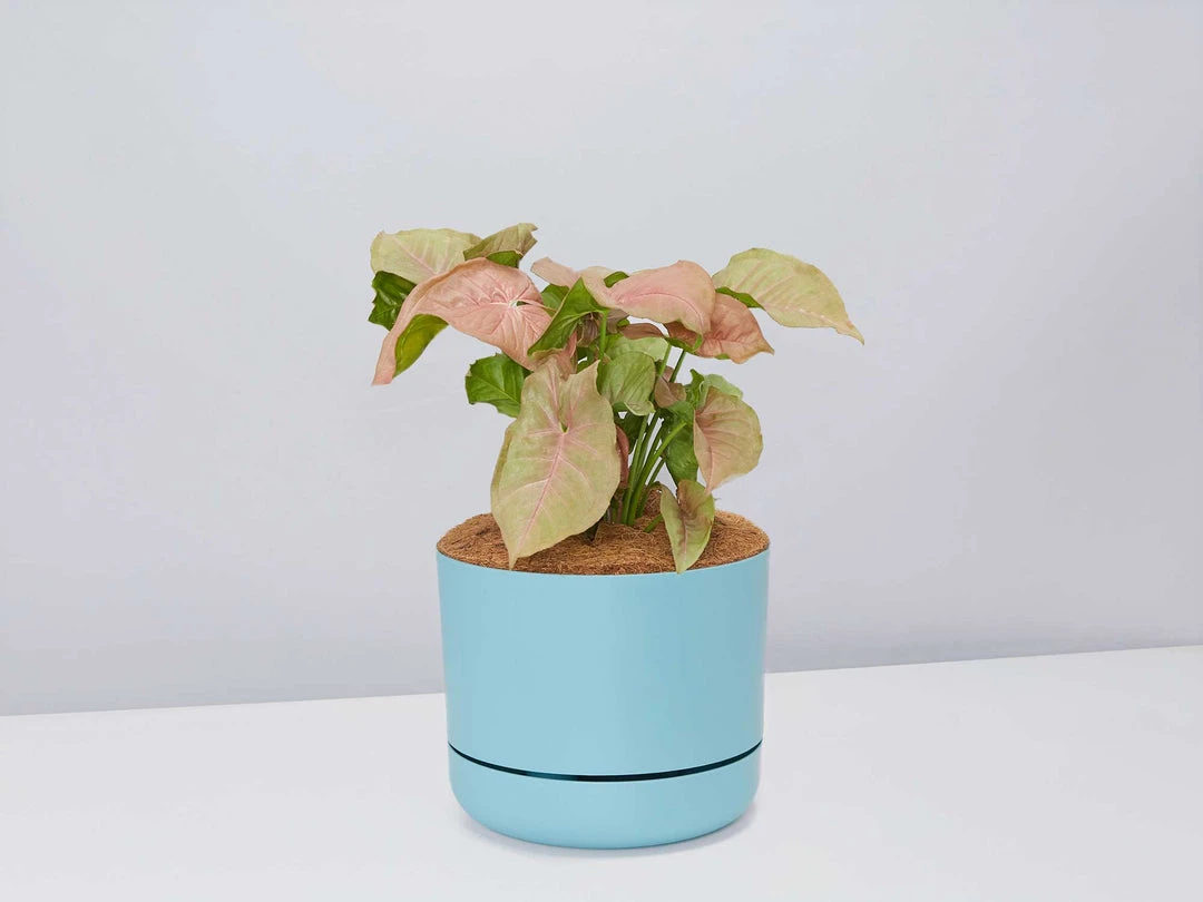 Pot + Plant Gift Box Syngoniums Syngonium Neon - Pot + Plant + Soil 12 Pot + Plant Gift Box Syngoniums Syngonium Neon - Pot + Plant + Soil