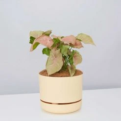 Pot + Plant Gift Box Syngoniums Syngonium Neon - Pot + Plant + Soil 23 Pot + Plant Gift Box Syngoniums Syngonium Neon - Pot + Plant + Soil