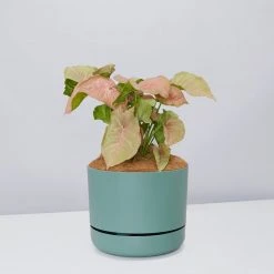 Pot + Plant Gift Box Syngoniums Syngonium Neon - Pot + Plant + Soil 26 Pot + Plant Gift Box Syngoniums Syngonium Neon - Pot + Plant + Soil