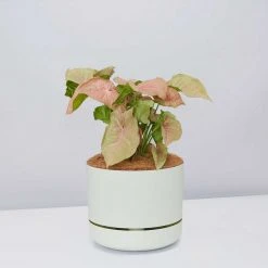 Pot + Plant Gift Box Syngoniums Syngonium Neon - Pot + Plant + Soil 21 Pot + Plant Gift Box Syngoniums Syngonium Neon - Pot + Plant + Soil