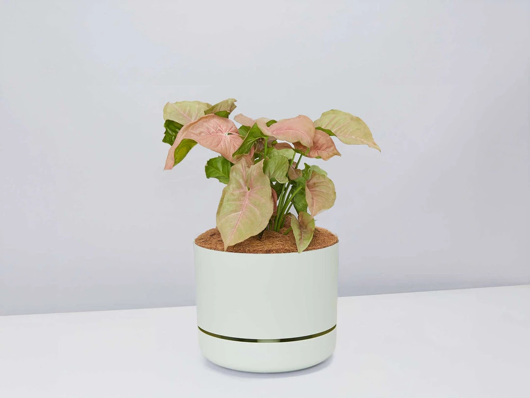 Pot + Plant Gift Box Syngoniums Syngonium Neon - Pot + Plant + Soil 8 Pot + Plant Gift Box Syngoniums Syngonium Neon - Pot + Plant + Soil