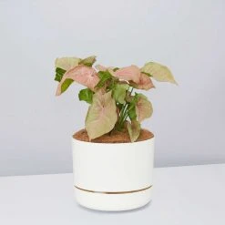 Pot + Plant Gift Box Syngoniums Syngonium Neon - Pot + Plant + Soil 19 Pot + Plant Gift Box Syngoniums Syngonium Neon - Pot + Plant + Soil