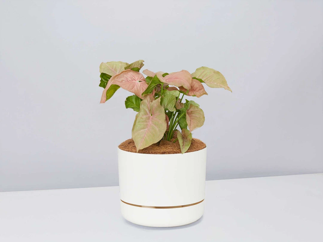 Pot + Plant Gift Box Syngoniums Syngonium Neon - Pot + Plant + Soil 6 Pot + Plant Gift Box Syngoniums Syngonium Neon - Pot + Plant + Soil