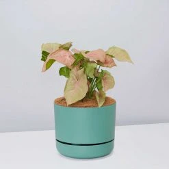Pot + Plant Gift Box Syngoniums Syngonium Neon - Pot + Plant + Soil 22 Pot + Plant Gift Box Syngoniums Syngonium Neon - Pot + Plant + Soil