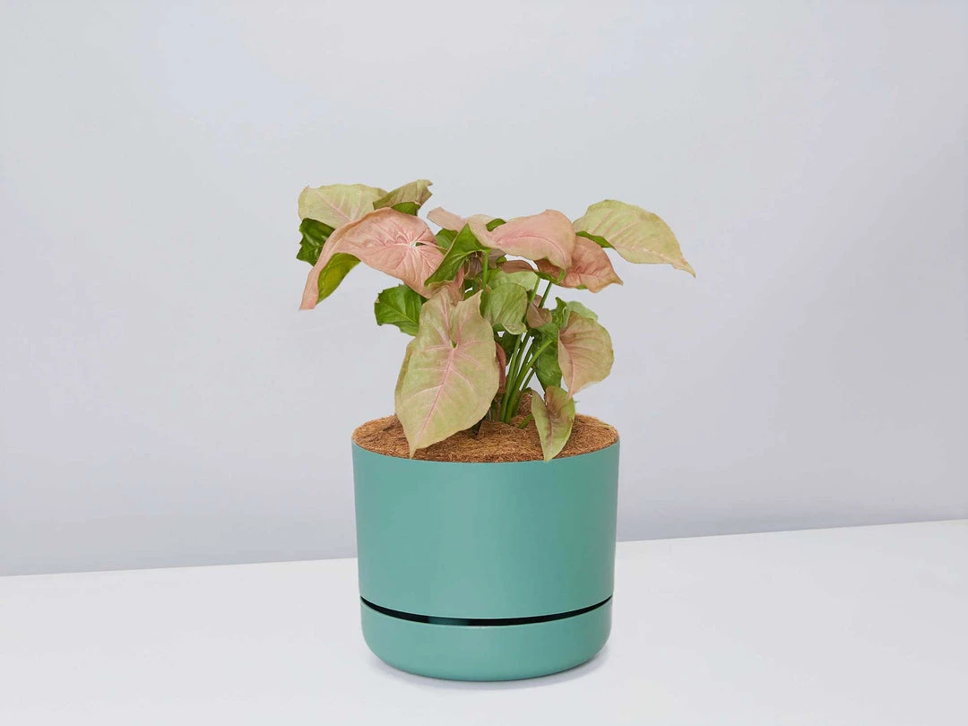 Pot + Plant Gift Box Syngoniums Syngonium Neon - Pot + Plant + Soil 9 Pot + Plant Gift Box Syngoniums Syngonium Neon - Pot + Plant + Soil