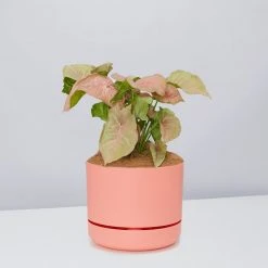 Pot + Plant Gift Box Syngoniums Syngonium Neon - Pot + Plant + Soil 27 Pot + Plant Gift Box Syngoniums Syngonium Neon - Pot + Plant + Soil