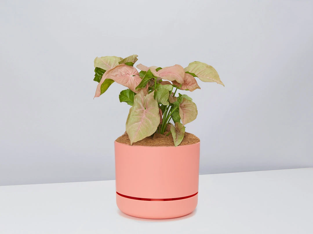 Pot + Plant Gift Box Syngoniums Syngonium Neon - Pot + Plant + Soil 14 Pot + Plant Gift Box Syngoniums Syngonium Neon - Pot + Plant + Soil