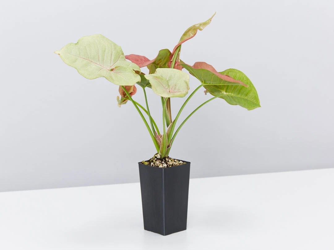 Indoor Garden Air Purifying Rainbow 🔔 Box - Indoor 7 Indoor Garden Air Purifying Rainbow ???? Box - Indoor