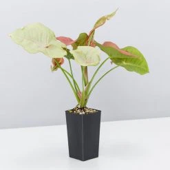 Indoor Garden Gift Kits Greenwall Kit - Includes Plants