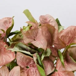 Indoor Garden Syngonium Neon - 85mm