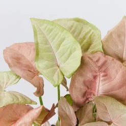 Indoor Garden Syngonium Mixed Pack - 85mm Plant Packs 16 Indoor Garden Syngonium Mixed Pack - 85mm Plant Packs