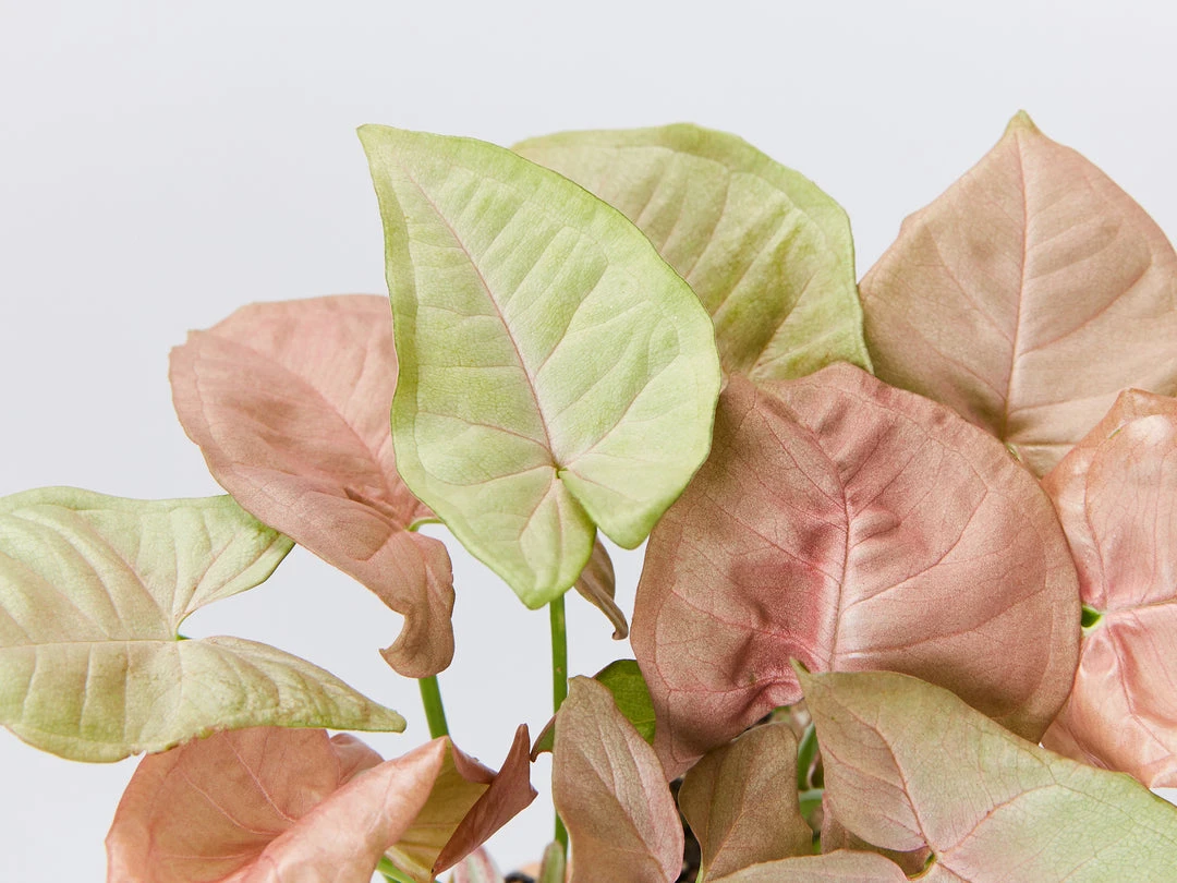 Indoor Garden Syngonium Mixed Pack - 85mm Plant Packs 9 Indoor Garden Syngonium Mixed Pack - 85mm Plant Packs