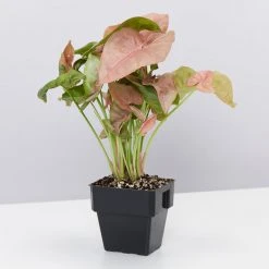 Indoor Garden Syngonium Neon - 85mm 10 Indoor Garden Syngonium Neon - 85mm