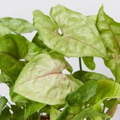 Indoor Garden Syngonium Podophyllum Pink Vein - 85mm Syngoniums