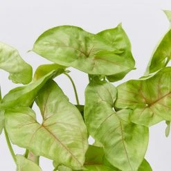 Indoor Garden Syngoniums Syngonium Podophyllum Pink Vein