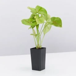 Indoor Garden Syngoniums Syngonium Podophyllum Pink Vein