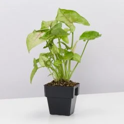 Indoor Garden Air Purifying Air Purifier Houseplant Pack - Larger Sized Plants