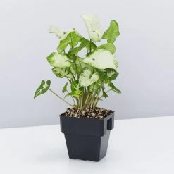 Indoor Garden Shrubs Syngonium Podophyllum Pixie