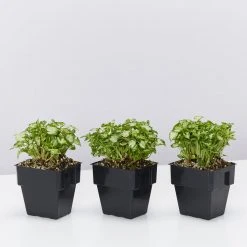 Indoor Garden Syngonium Pixie Mini - 85mm Syngoniums