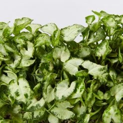 Indoor Garden Syngonium Pixie Mini - 85mm Syngoniums