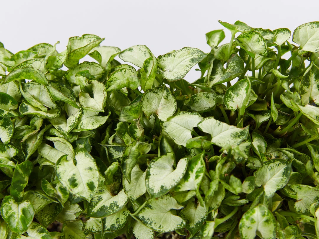 Indoor Garden Syngonium Pixie Mini - 85mm Syngoniums 4 Indoor Garden Syngonium Pixie Mini - 85mm Syngoniums