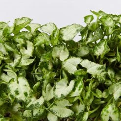 Indoor Garden Syngonium Pixie Mini Syngoniums