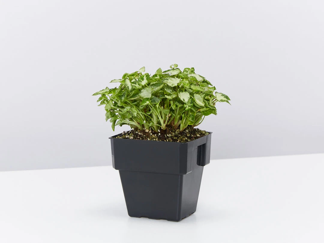 Indoor Garden Syngonium Pixie Mini - 85mm Syngoniums 5 Indoor Garden Syngonium Pixie Mini - 85mm Syngoniums