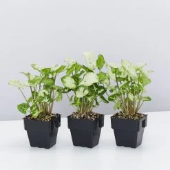 Indoor Garden Shrubs Syngonium Podophyllum Pixie