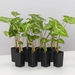 Indoor Garden Syngonium Podophyllum Noak