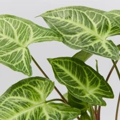 Indoor Garden Syngonium Podophyllum Noak