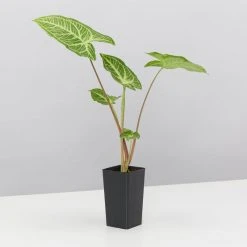 Indoor Garden Syngonium Podophyllum Noak