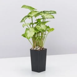 Indoor Garden Gift Kits Greenwall Kit - Includes Plants