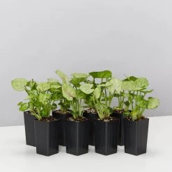 Indoor Garden Ground Covers Syngonium Podophyllum Roxana