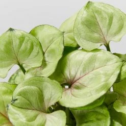 Indoor Garden Ground Covers Syngonium Podophyllum Roxana