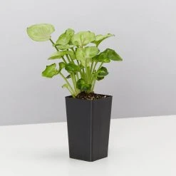 Indoor Garden Ground Covers Syngonium Podophyllum Roxana