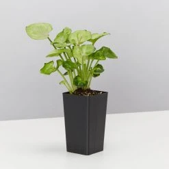 Indoor Garden Pretty-in-Pink Box