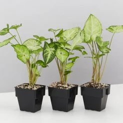 Indoor Garden Syngonium Podophyllum White Butterfly