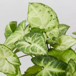 Indoor Garden Syngonium Podophyllum White Butterfly