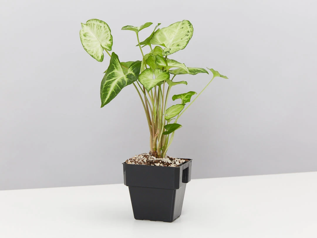 Indoor Garden Mr Kitly 3 Plants & 3 Pots - 215mm 7 Indoor Garden Mr Kitly 3 Plants & 3 Pots - 215mm