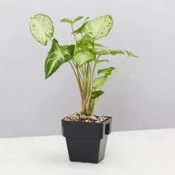 Indoor Garden Assorted Indoor Plants Pack - Larger Plants