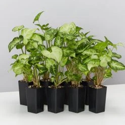 Indoor Garden Syngonium Podophyllum White Butterfly