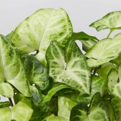 Indoor Garden Syngonium Podophyllum White Butterfly