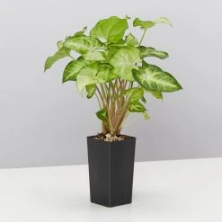 Indoor Garden Easy Care Plants Assorted Pack Of Houseplants ???? *Pick Your Own